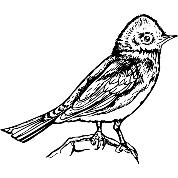 BIRD006 Thumbnail